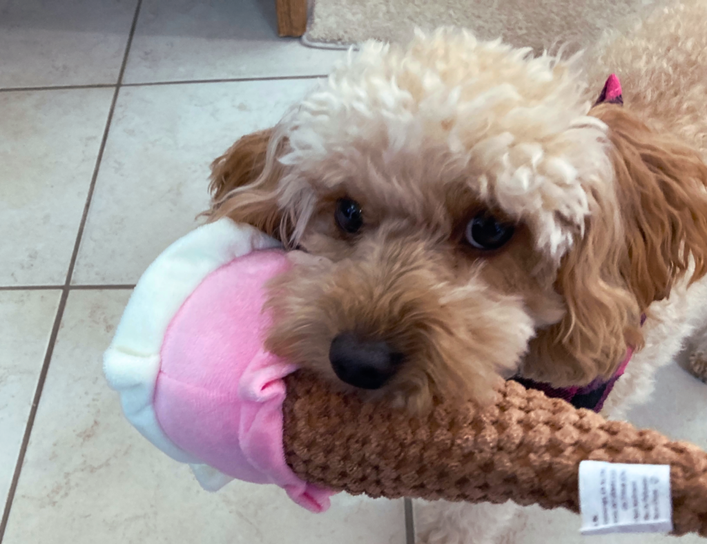 Dog eating ice cream