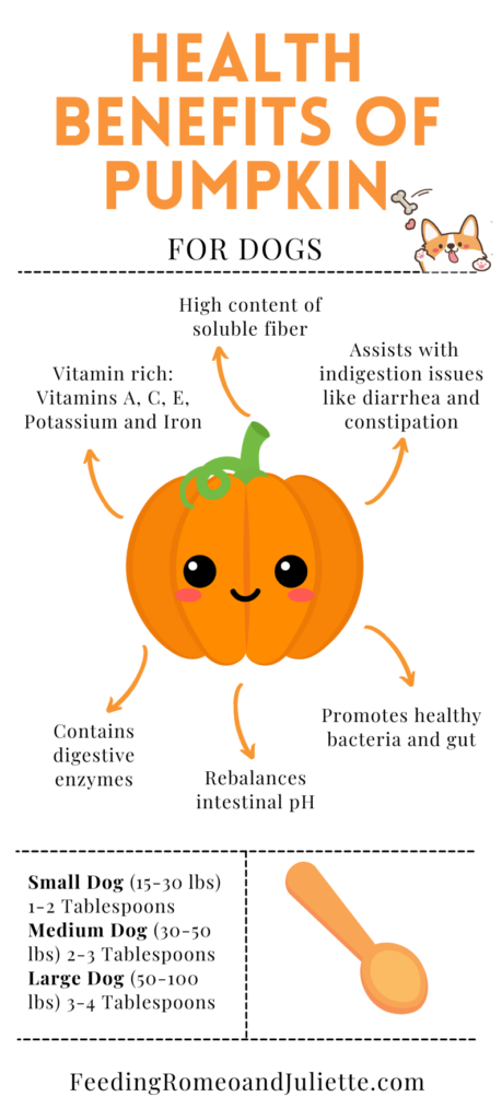 Infographic of health benefits of canned pumpkin for dogs. 