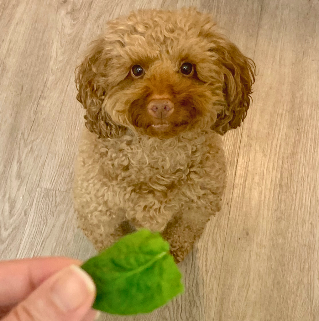 Cute Dog Eating Spinach