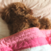 Cute Dog Sick in Bed with Upset Stomach