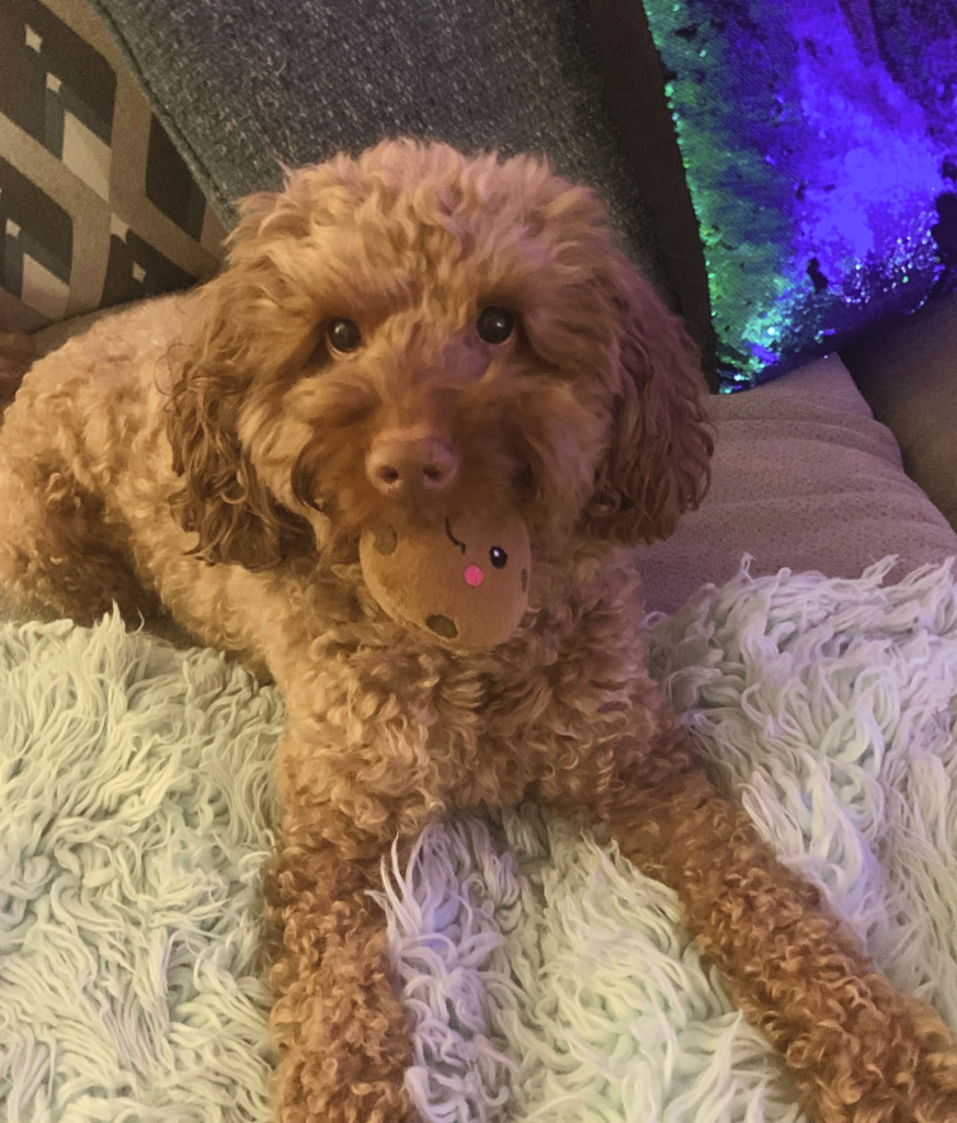 Cute dog with cookie toy