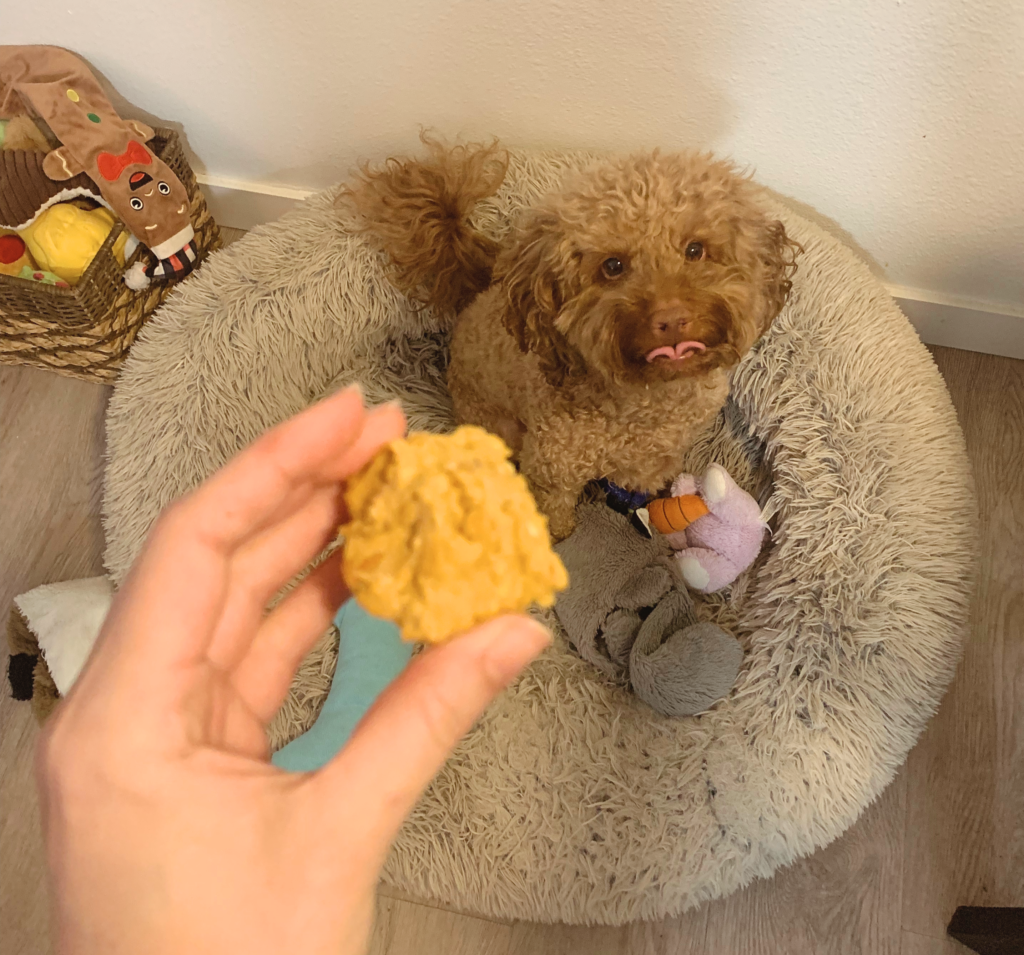 Cute dog Romeo begging for pumpkin peanut butter dog treat