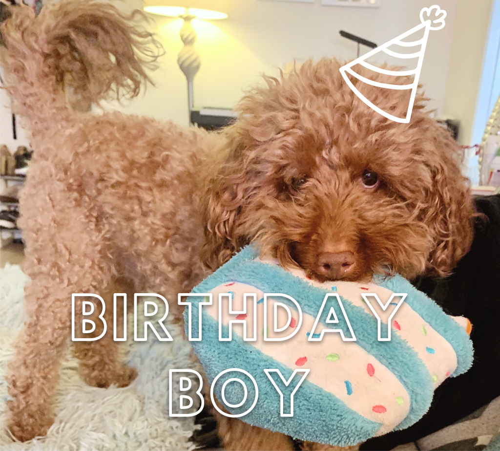 Romeo with birthday hat and birthday cake toy